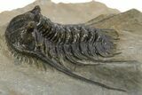 Spiny Leonaspis Trilobite - Atchana, Morocco #312383-2